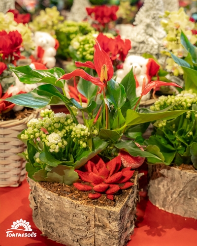 Arrangement floral de Noël en pots avec des fleurs rouges et vertes dans des pots rustiques.